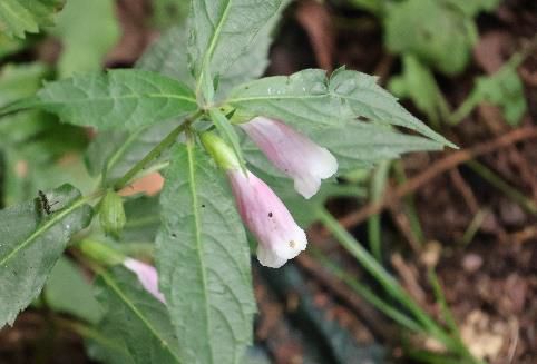 ジャコウソウ花